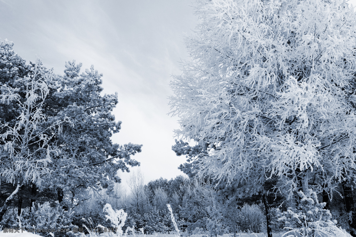 树木雪花美景 冬季 冬天 雪景 美丽风景 景色 美景 积雪 雪花 雪地 森林 树木 自然风景 自然景观 白色