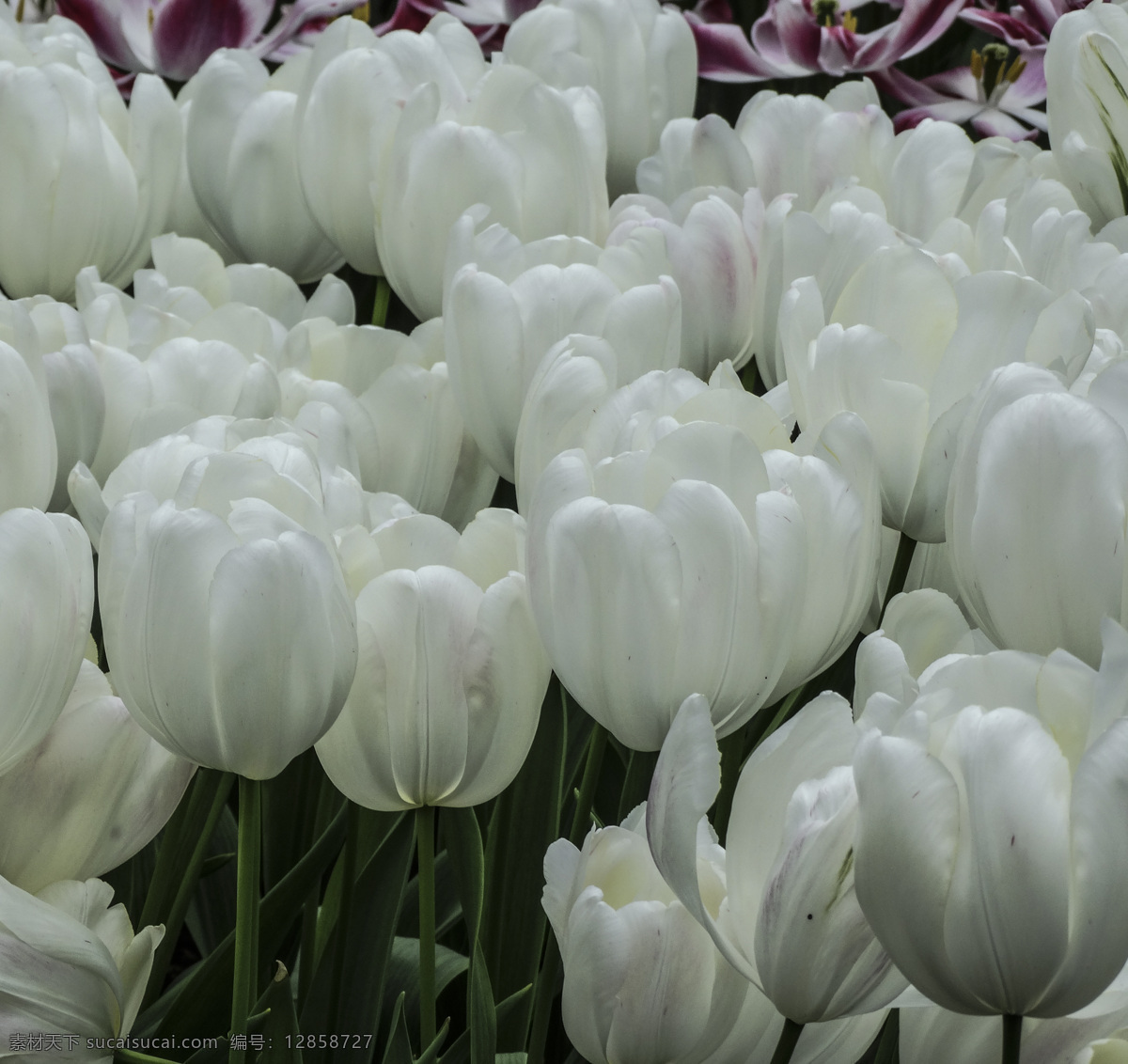 美丽 白色 郁金香 花草树木 植物 鲜花 白色花朵 生物世界 灰色