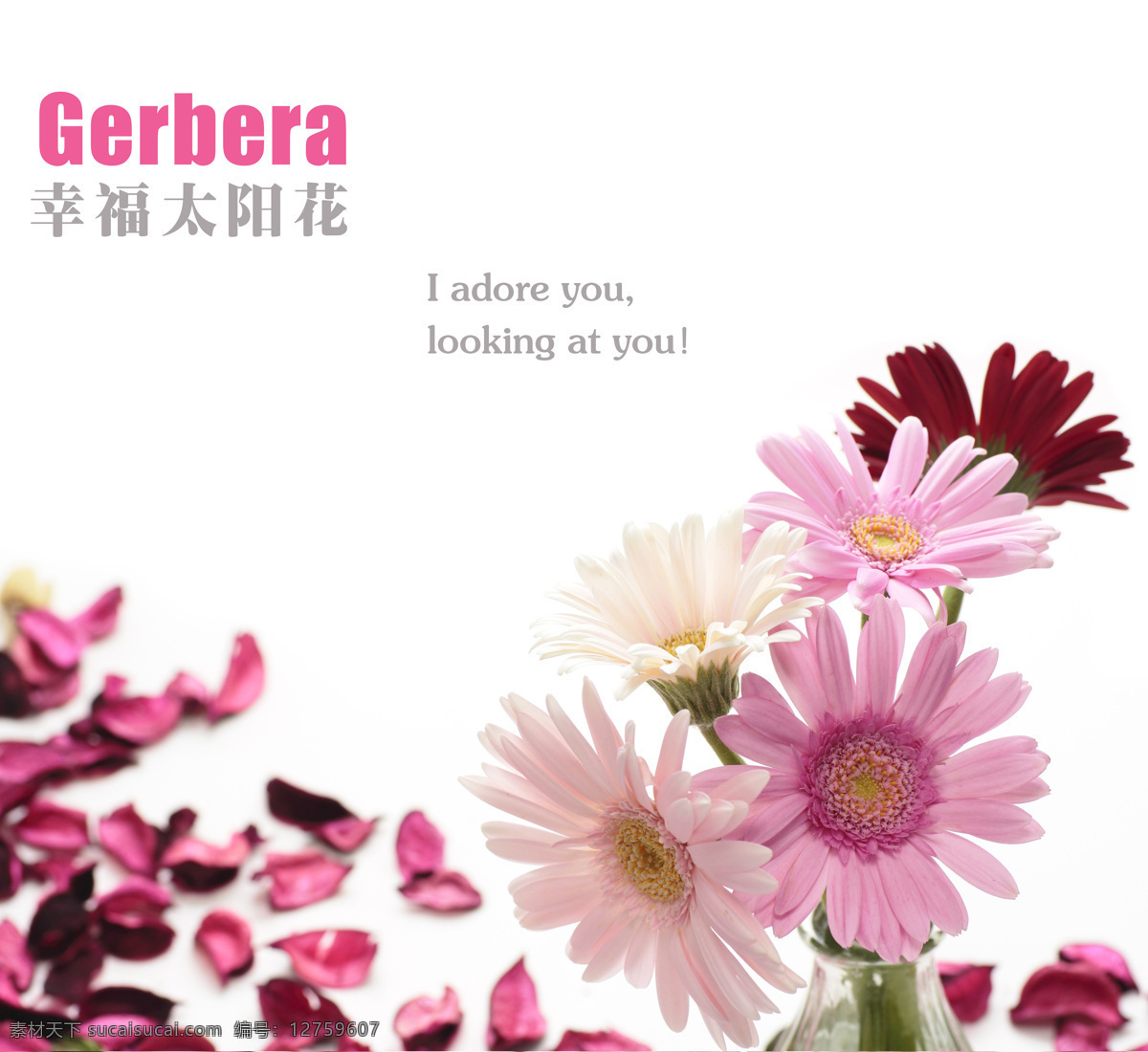 时尚 花朵 插画 底纹边框 粉色 花瓣 花瓶 静物 菊花 时尚花朵 太阳花 幸福 移门 设计素材 移门图案 插画集
