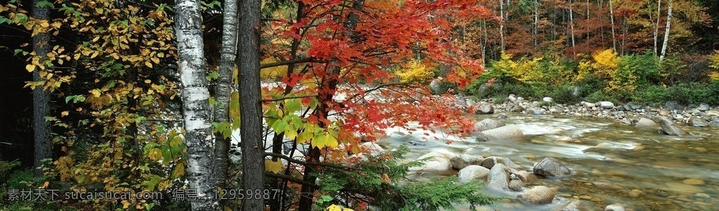 秋季小溪 溪水 小溪 溪边 水流 水源 背景 秋季 风景 景色 秋天 晚秋 自然风景 自然景观