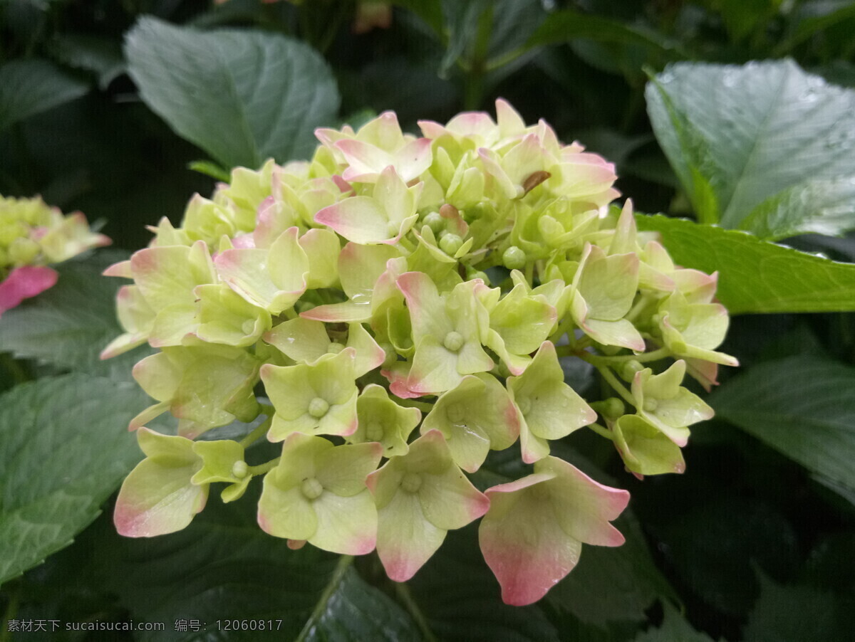 花 大花朵 绣球花 花蕾 花团 花簇 花团锦簇 粉红 黄花 生物世界 花草