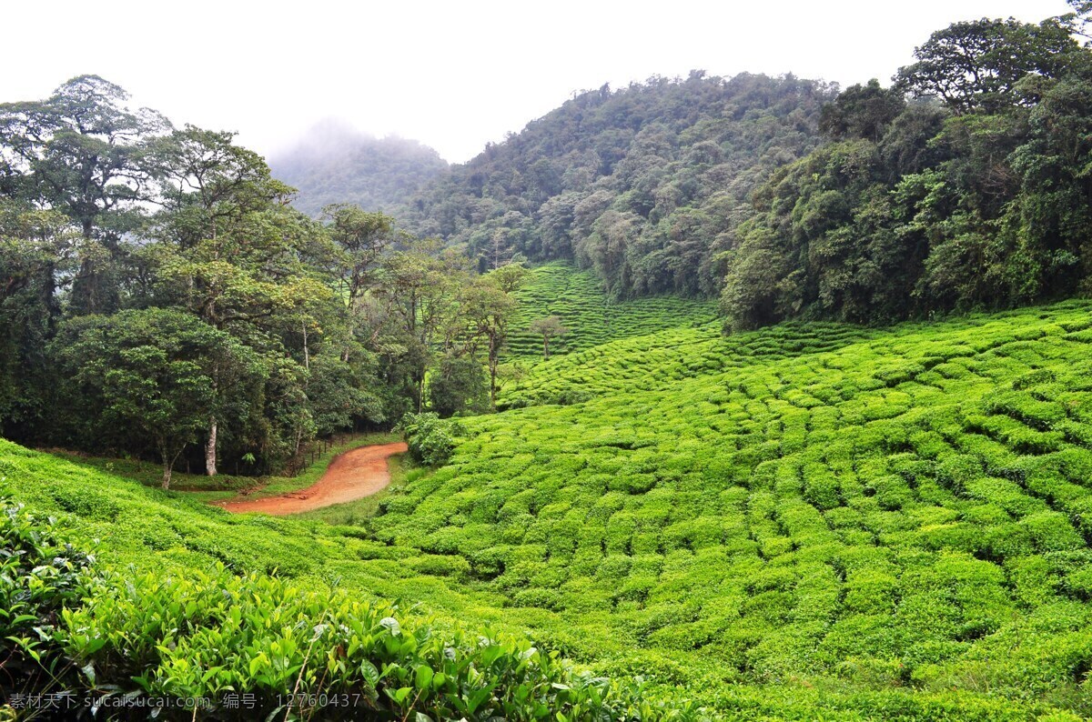 茶园 茶树 茶庄 种植园 茶地 茶山 田园风光 农家 乡村 田间劳作 采茶 自然风景 山水 田园 自然景观