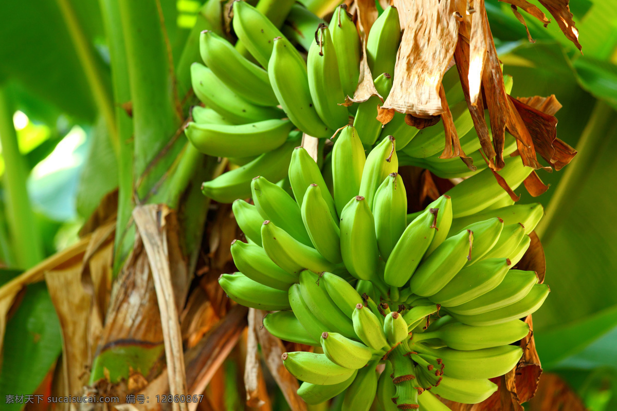 香蕉 香蕉树 种植 绿色 植物 水果 果实 果树 生物世界