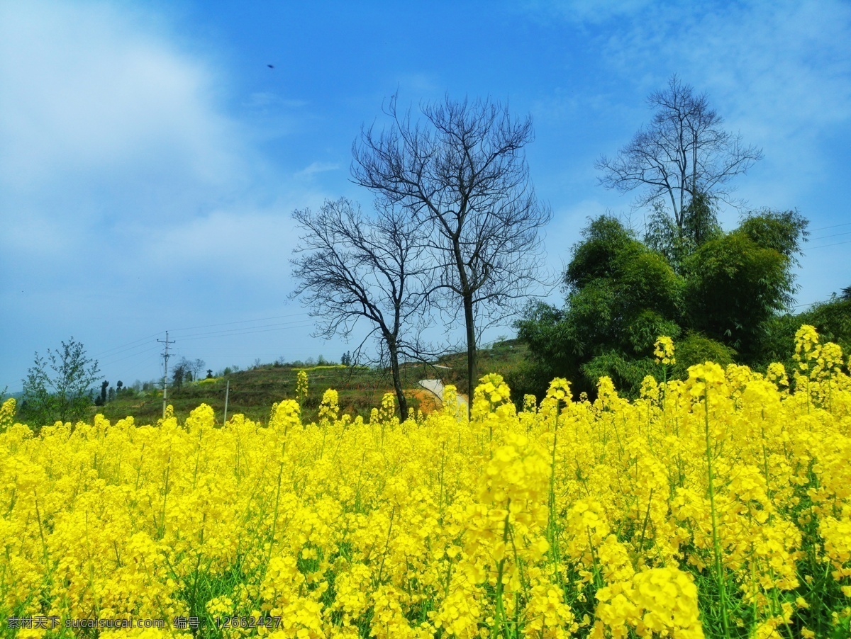 油菜花 油菜 乡村 春天 油菜田 植物 有机 天空 蓝天 蓝天白云 蓝光 透视 梨花 李花 春暖花开 桃花 桃花运 粉丝桃花 粉丝花 红色花 白色花 生物世界 花草