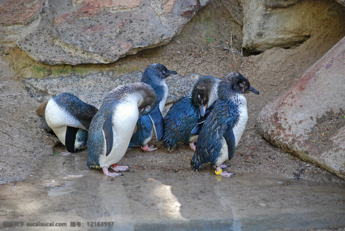 小蓝企鹅 生物 飞禽 鸟类 企鹅 企鹅目 企鹅科 生物世界 摄影图库