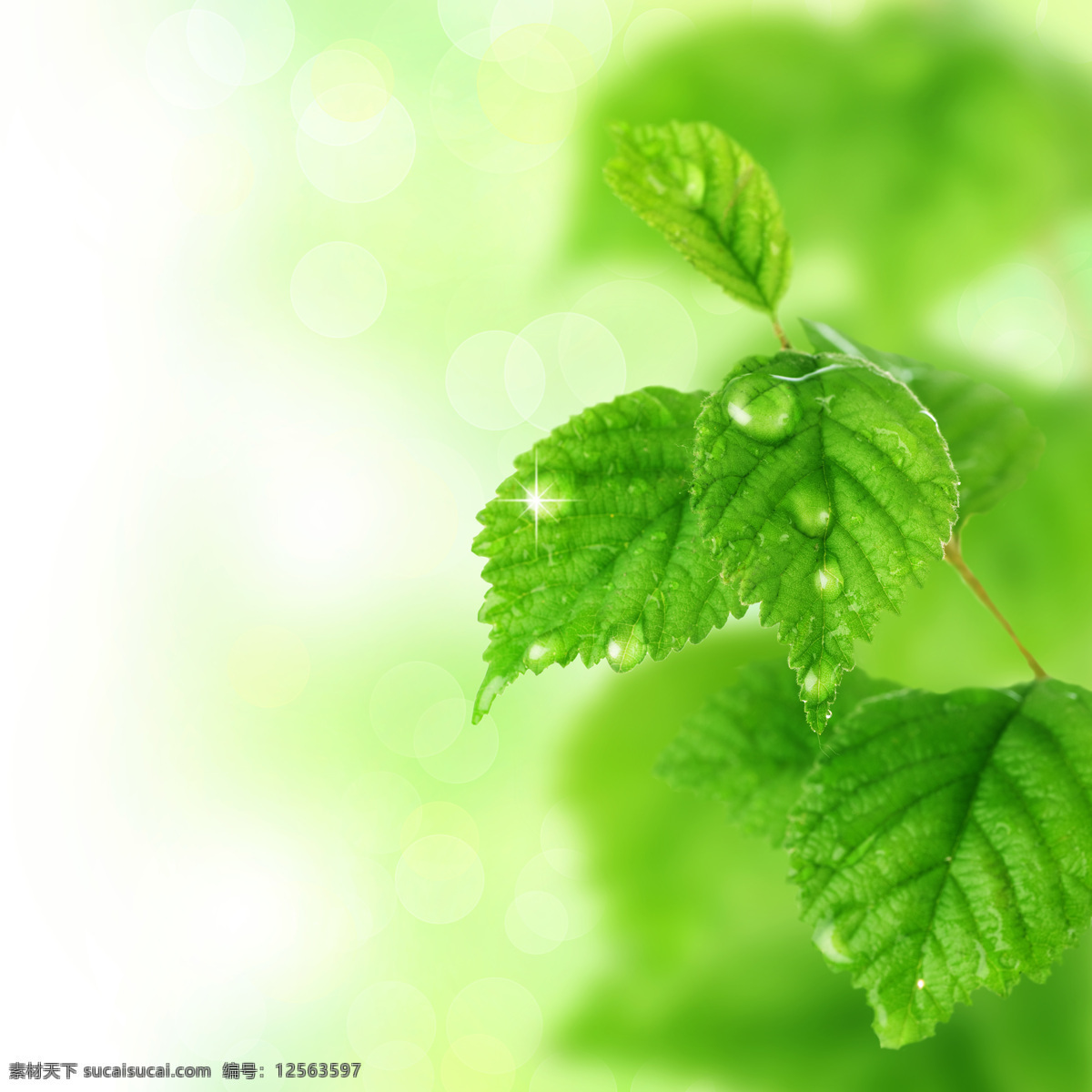 绿色 叶子 上 水珠 水珠素材 绿叶 绿叶背景 绿色背景 绿叶摄影 环保 环保背景 环保宣传 摄影图库 花草树木 生物世界