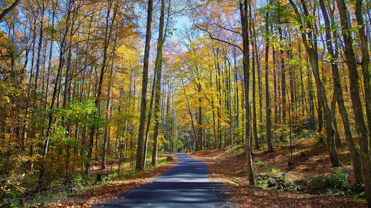 秋季 森林 树 大自然 道路 通道 小路 山间小路 树林 秋天 秋季风景 自然风景 自然景观