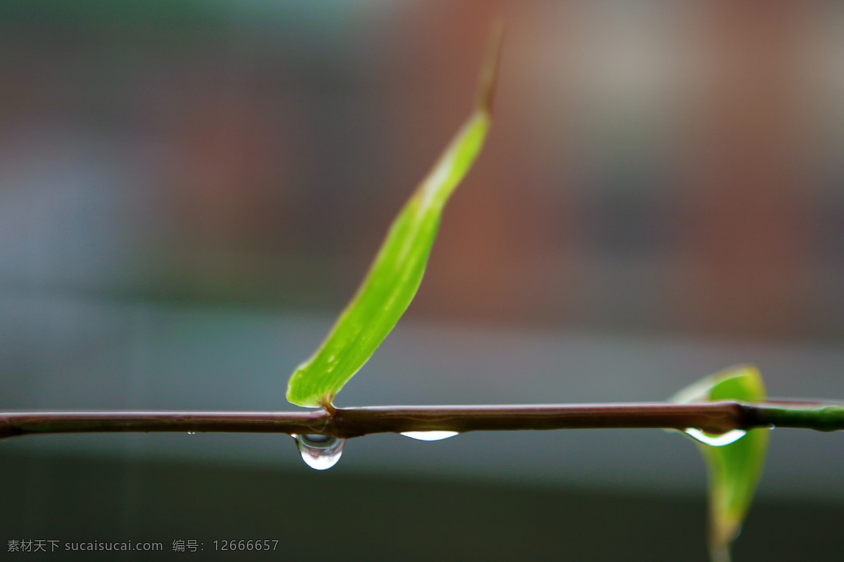 秋雨 竹 花草 秋意 生态 生物世界 雨 秋雨竹 雨珠 蓝灰色摄影 花草印象 矢量图 日常生活