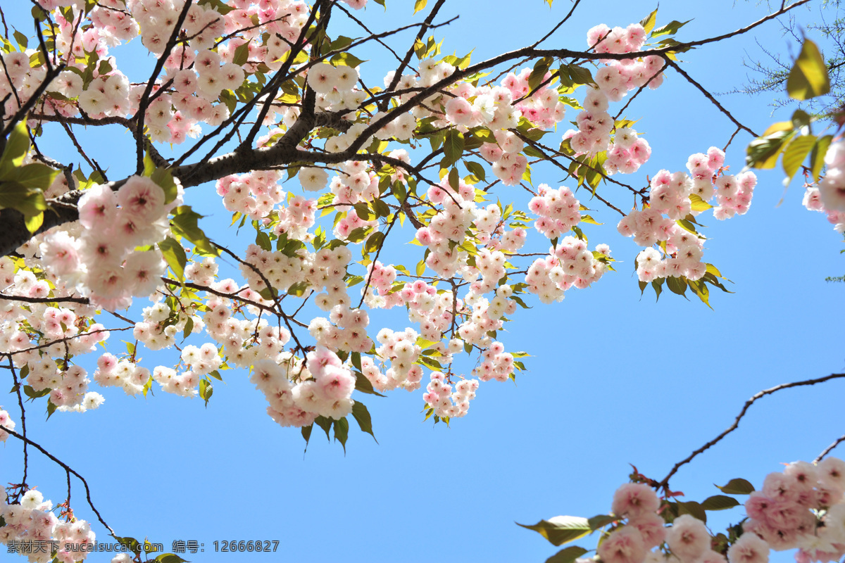 春天 花草 花朵 花树 花枝 蓝天 绿树 绿叶 樱花 日本樱花 关山樱 晚樱 生物世界 psd源文件