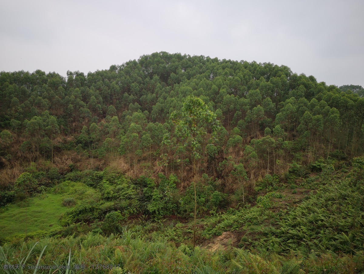 山林 山岭 山坡 桉树 森林 树林 树森林 草丛 草地 绿地 绿色 树木 自然景观 山水风景