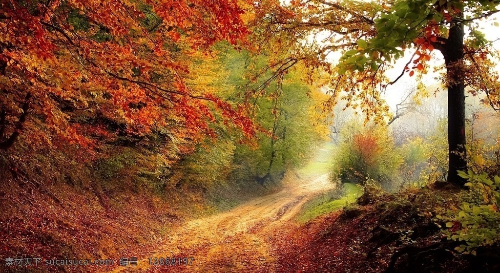 枫树 林中 小路 树林 红叶 秋天 户外 休闲 土地 落叶 绿树 林荫路 土路 自然景观 自然风景