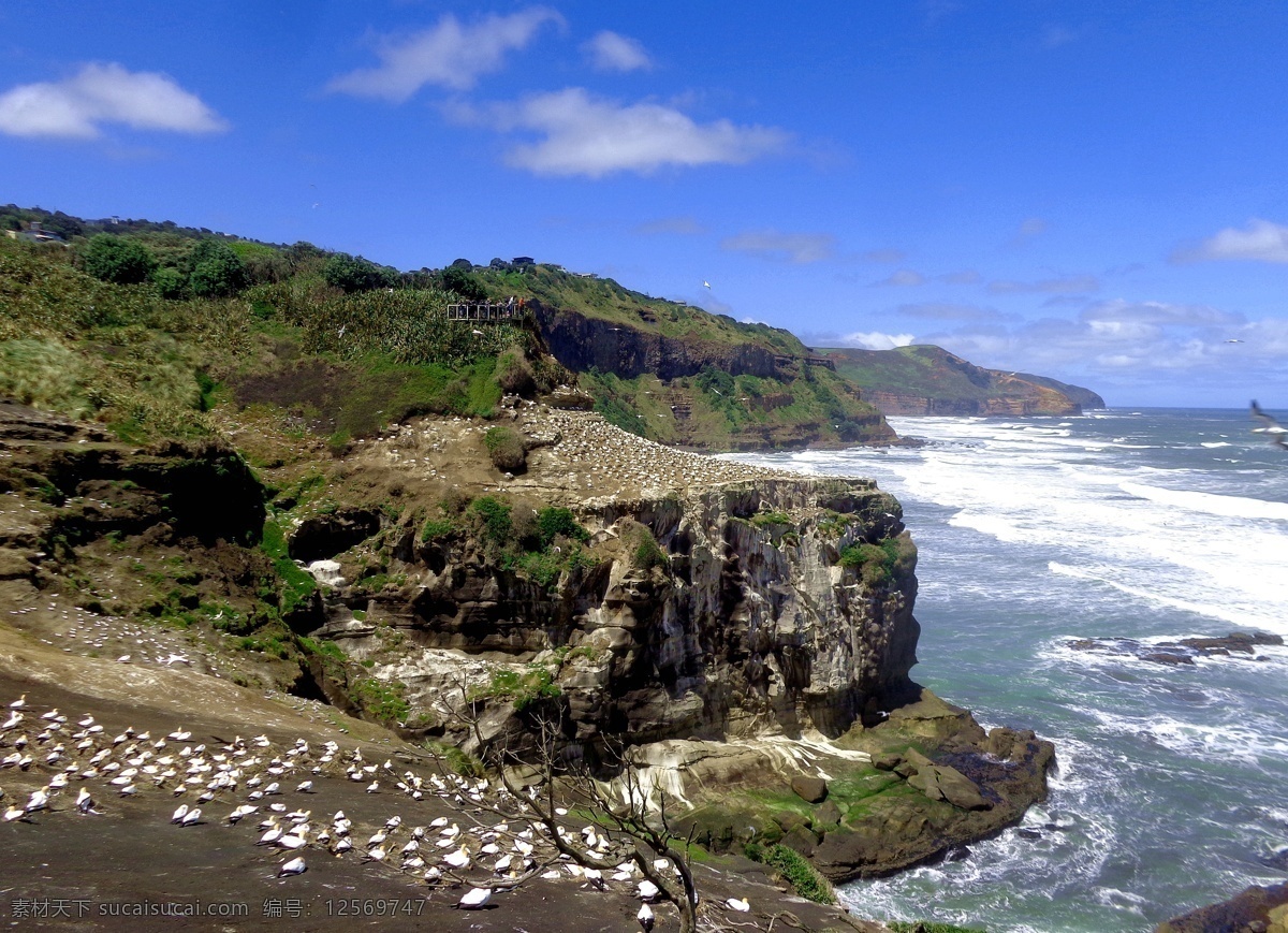 新西兰 鸟岛 自然风光 天空 蓝天 白云 大海 海水 海浪 远山 绿树 草地 礁石 海鸟 自然风景 海滨 风光 自然景观