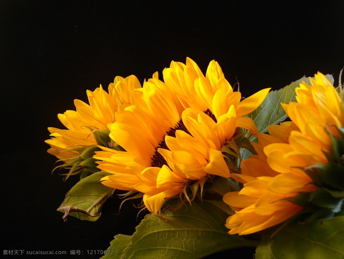 美丽 向日葵 风景 高清 向阳花 黄花 黄色花朵 鲜花 花朵