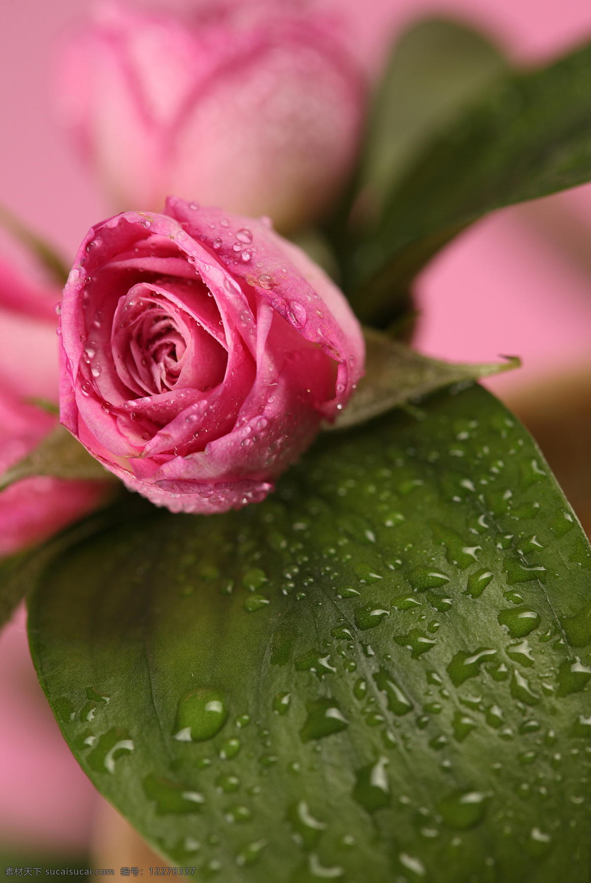 桃红色 玫瑰花 水珠 露珠 花瓣 植物花朵 美丽鲜花 漂亮花朵 花卉 鲜花摄影 花草树木 生物世界
