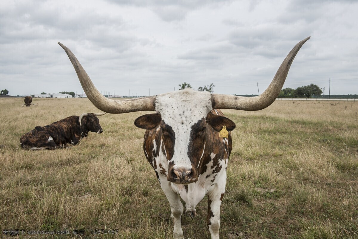 野牛 牛角 示威 家畜 威风 动物素材 高清牛类 牛郎 动物图片素材 生物世界 野生动物