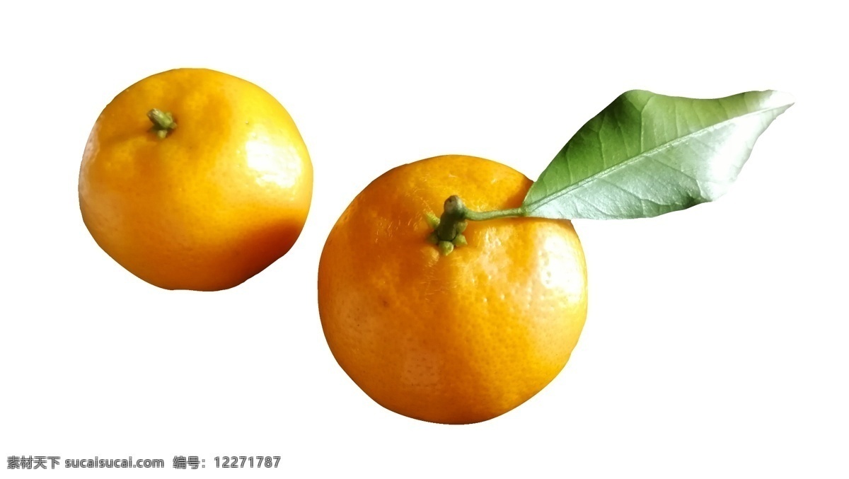 两个 好吃 美味 营养 橘子 带绿叶的 橘子树 水分足 安全 成长 新鲜 植物 水果 甘甜 绿色 美丽 野生