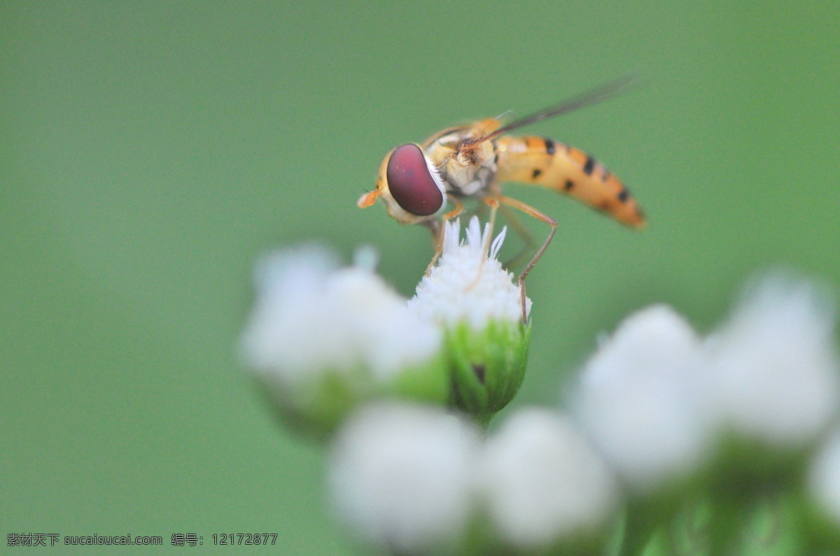 采 蜜 蜜蜂 翅膀 孤独 昆虫 生物世界 野花 采蜜的蜜蜂 复眼 微距昆虫 psd源文件