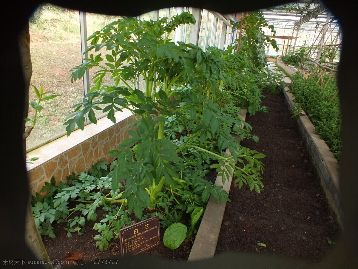 植物 白芷药材 植物园景观冬 红色 花朵 植物园 绿叶 花草 生物世界 植物花草