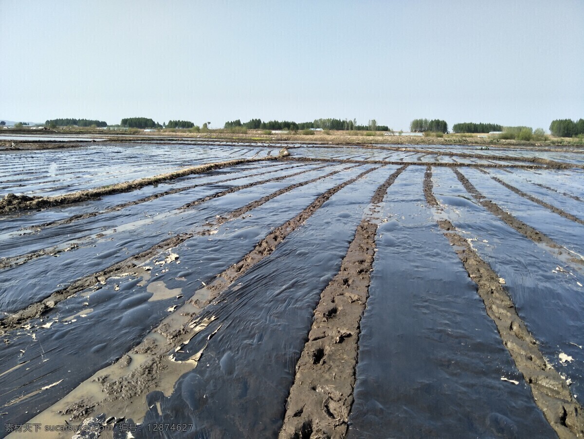 水稻覆膜 水稻 覆膜 覆地膜 种水稻 农林渔牧 现代科技 农业生产