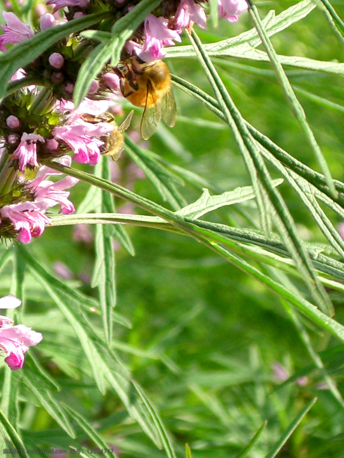 蜜蜂 采 蜜 郊外 昆虫 绿草 勤劳 摄影图 生物世界 童趣 夏天 阳光 采蜜 野花