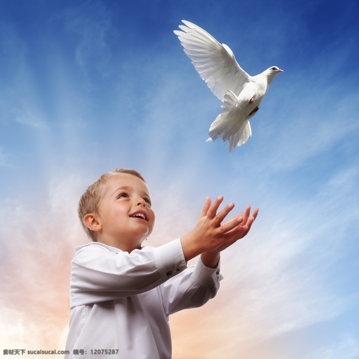 小 男孩 放飞 鸽子 小男孩 空中 天空 飞翔 白鸽 信鸽 小鸟 鸟类 空中飞鸟 生物世界 蓝色