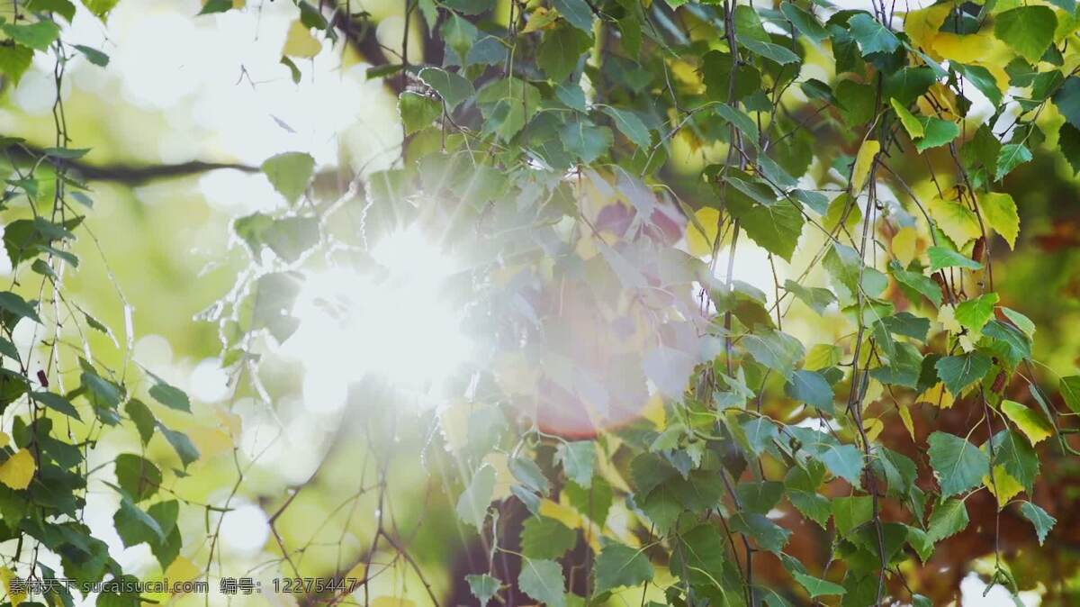 秋天的树叶2 背景 自然 秋天 叶 落下 树 美丽的 场景 风景 公园 森林 伍兹 林地 宁静的 宁静 平静的 平静 放松 生态学 在户外 生态的 环境 季节 颜色 丰富多彩的 着色 艳 绿叶 缓慢的 子弹时间 慢动作 阳光