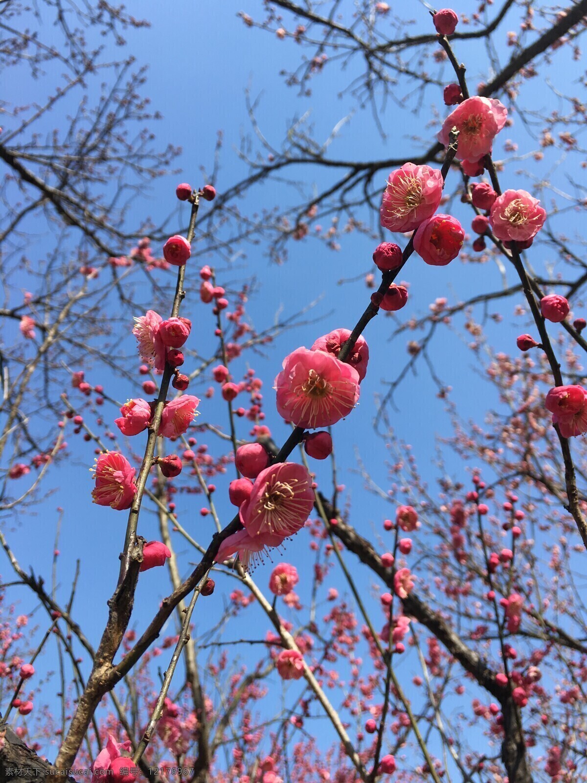 梅花的春天 早春 二月 无锡 梅园 梅花 生物世界 花草