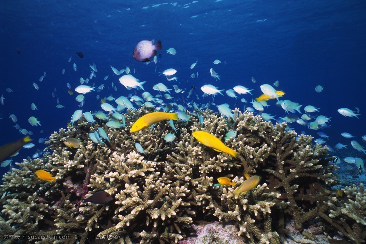 海底世界 海洋藻类 深海植被 海底植物 海底鱼群 鱼群 海洋鱼群 海洋世界 海底公园 梦幻海底 大陆架 蓝色海水 深海 海洋生物 生物世界