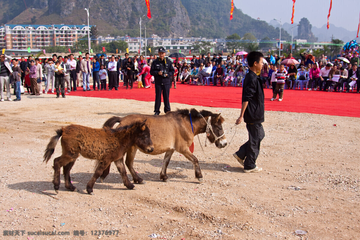 矮马皇后 亚洲 中国 广西壮族自治区 德保 矮马 小马 最矮 最小 德保矮马 家禽家畜 生物世界