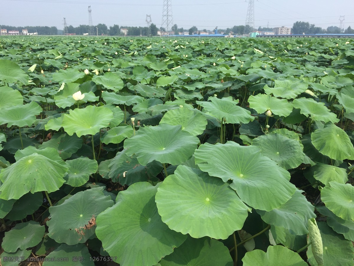 荷叶 荷叶背景 荷叶图片大全 荷叶摄影图 荷花荷叶 荷叶设计素材 荷叶图片下载 荷叶图片模板 荷叶图片素材 荷叶高清图片 高清荷叶图片 生物世界 花草