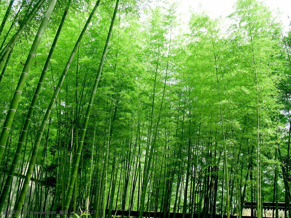 竹林 竹子 　 后期 处理 室外 风景 自然景观 自然风景 摄影图库