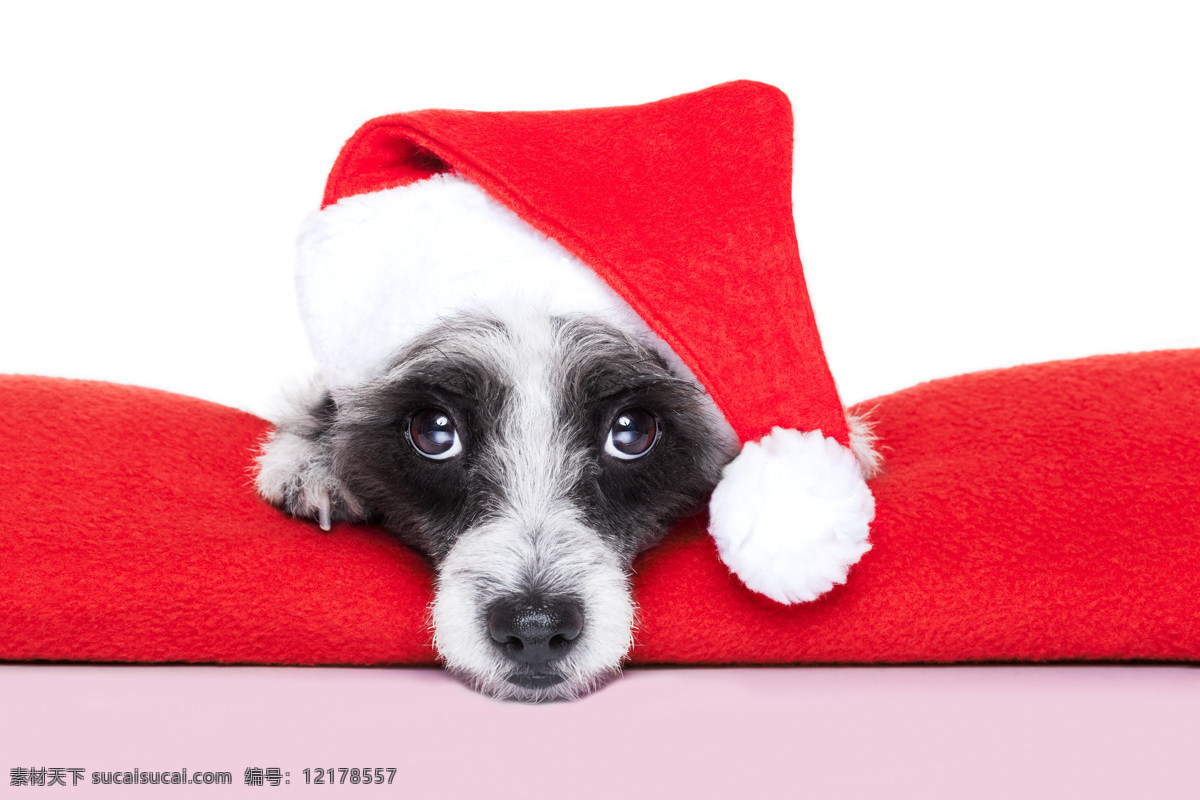 小狗 狗狗 宠物狗 圣 圣诞帽 圣诞狗 创意摄影 广告摄影 广告大片 可爱宠物 宠物摄影 家禽家畜 生物世界