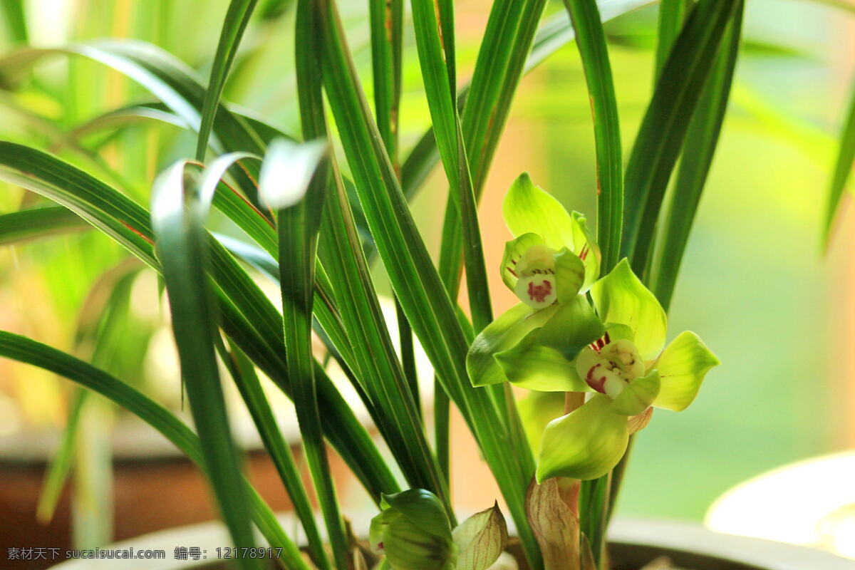春兰 春色 春天 花草 花卉 兰花 生物世界 植物 psd源文件