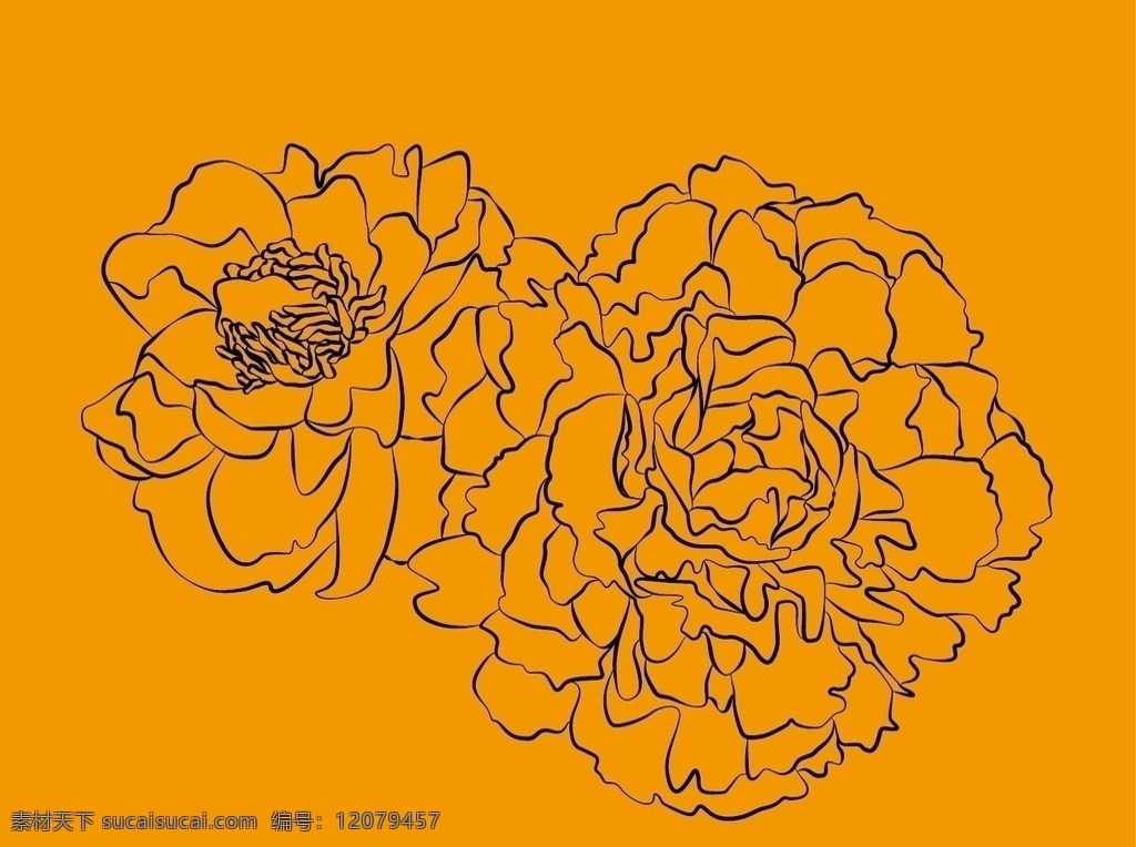 芍药图片 花 花卉 花卉素材 植物 芍药 花卉简笔画 花卉矢量图