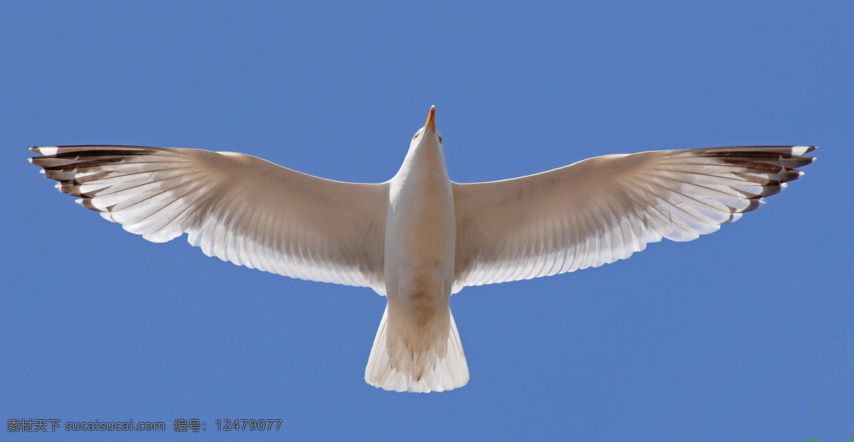 展翅海鸥 跃跃欲飞 海鸥 蓝天 飞翔 海鸥翱翔 生物世界 鸟类 动物摄影
