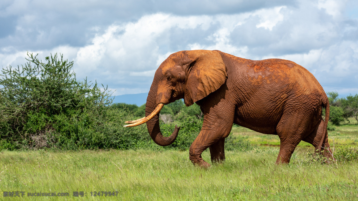 觅食的大象 动物 大象 树木 树丛 草原 觅食 杂草 草丛 荒草 天空 蓝天 白云 云彩 云层 自然 风景 风光 生物世界 野生动物
