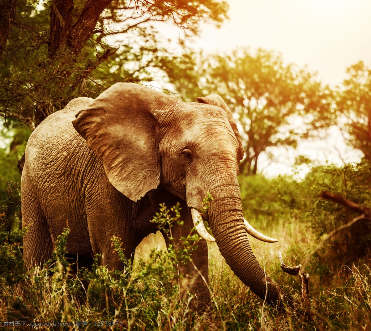 动物 象 哺乳动物 野生大象 象群 亚洲象 非洲象 小象 蓝天 白云 生物世界 野生动物