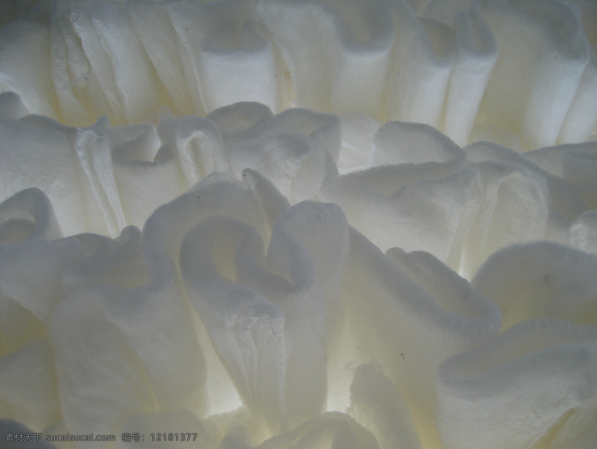棉胎 纯白色 丝绵 蚕丝被 填充物 蚕丝 蚕茧 养蚕 高清晰 自然景观 田园风光 摄影图库