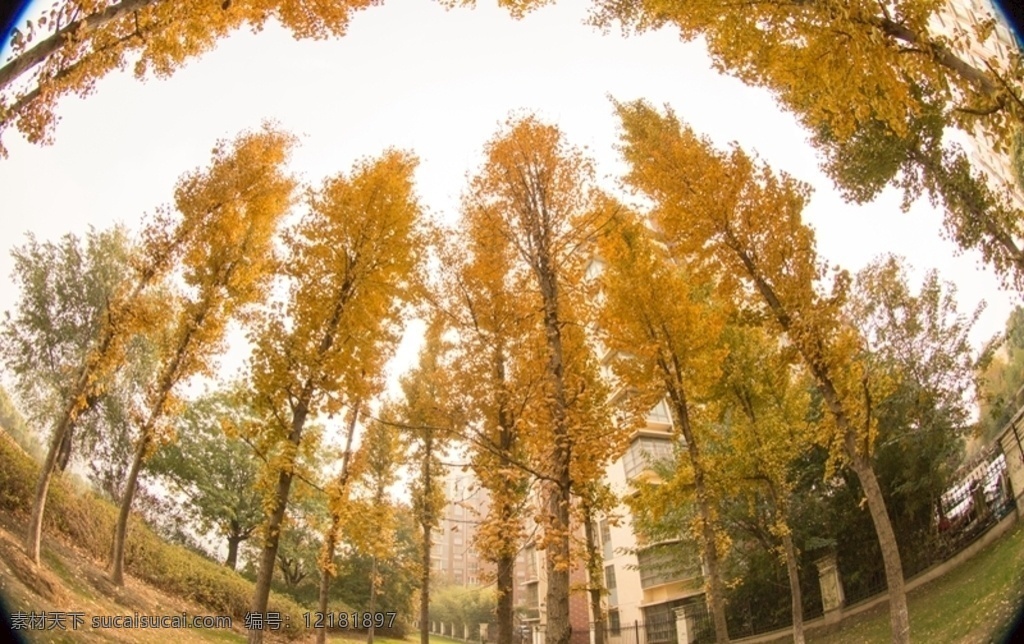 泰兴 银杏 真 美丽 银杏树 秋季 黄色的银杏叶 泰兴风光摄影 自然景观 田园风光