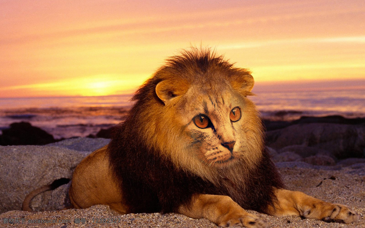 猫面狮子 可爱 狮子 黄昏 猫 合成 生物世界