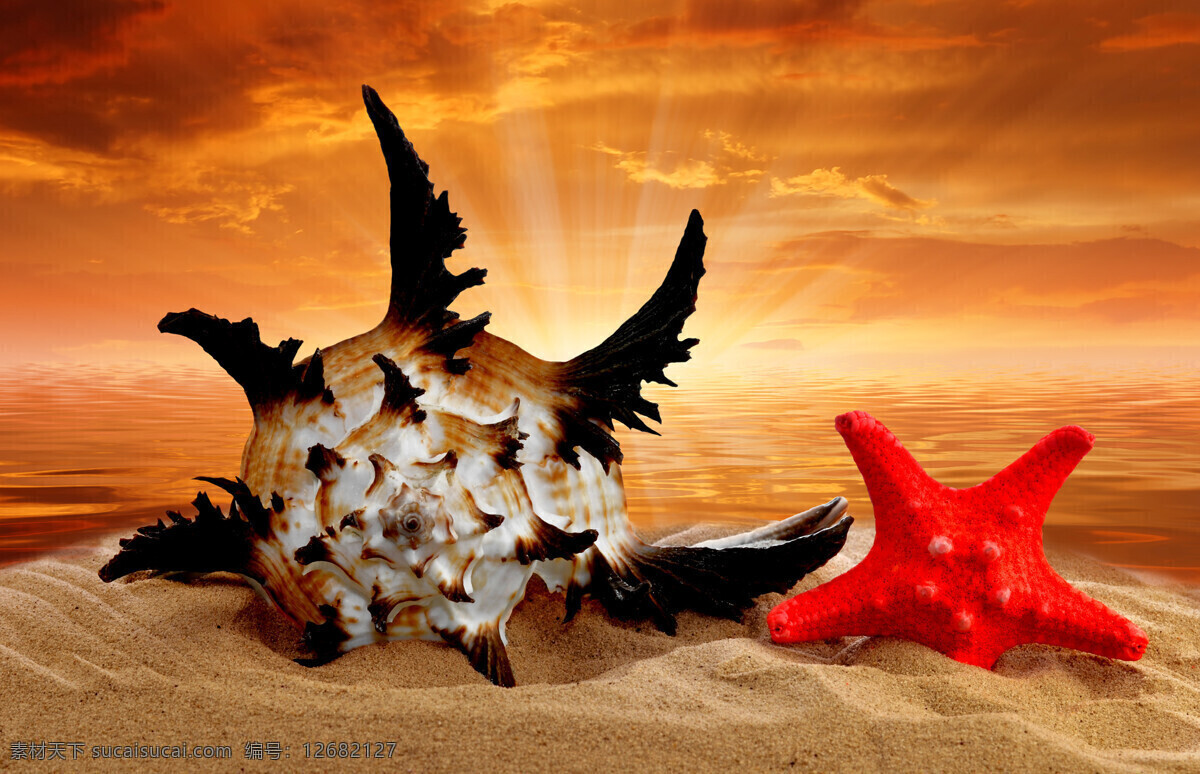 沙滩 上 红色 海星 海螺 海洋生物 海滩 沙子 夏日海洋风景 海洋海边 大海图片 风景图片