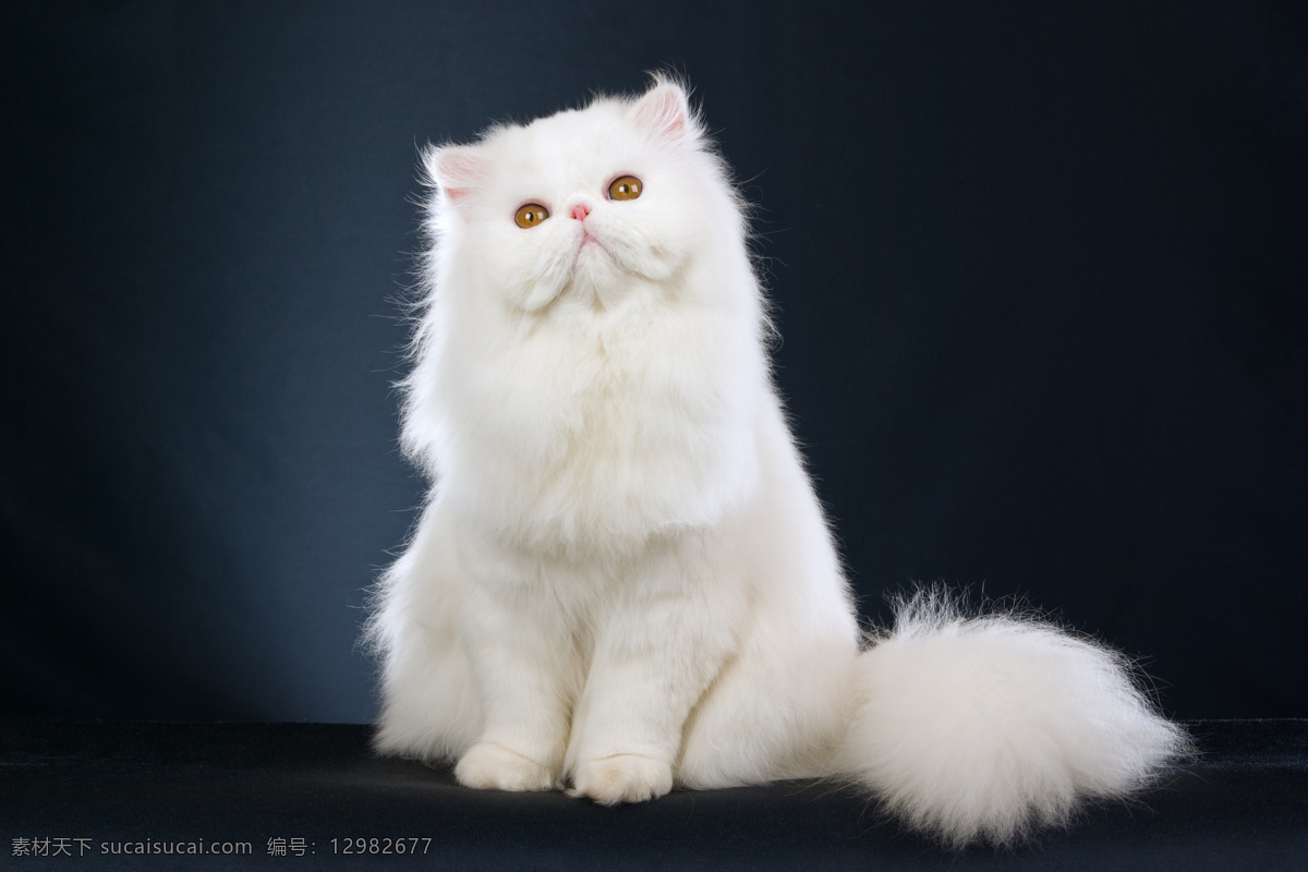 可爱 波斯猫 白猫 猫 小猫 宠物猫 可爱动物 动物世界 猫咪图片 生物世界