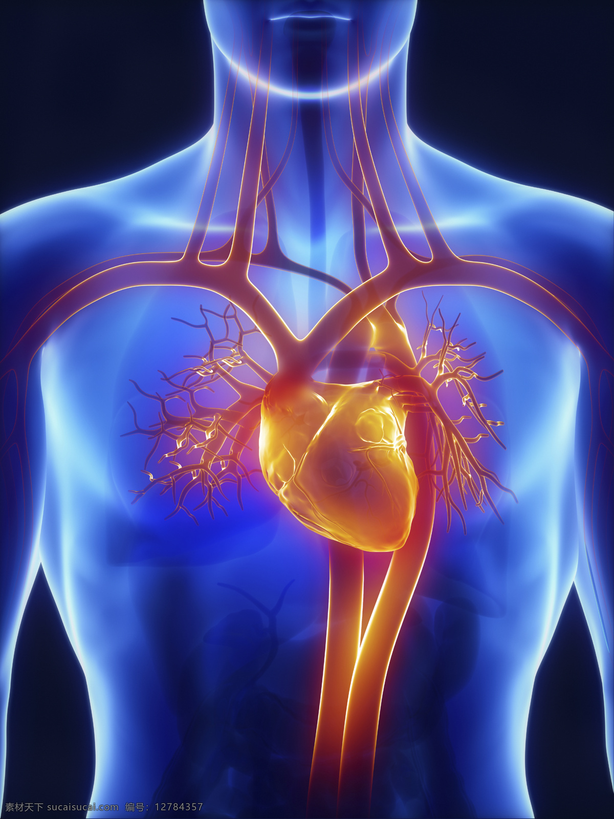 男性 心脏 器官 男性器官 心脏器官 血管器官 人体器官 医疗科学 医学 人体器官图 人物图片