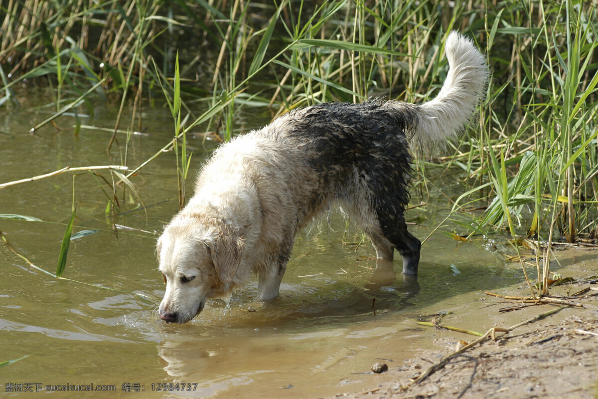 水里的白狗 宠物 可爱小狗 名贵 犬种 动物世界 宠物摄影 陆地动物 生物世界 狗 黑色