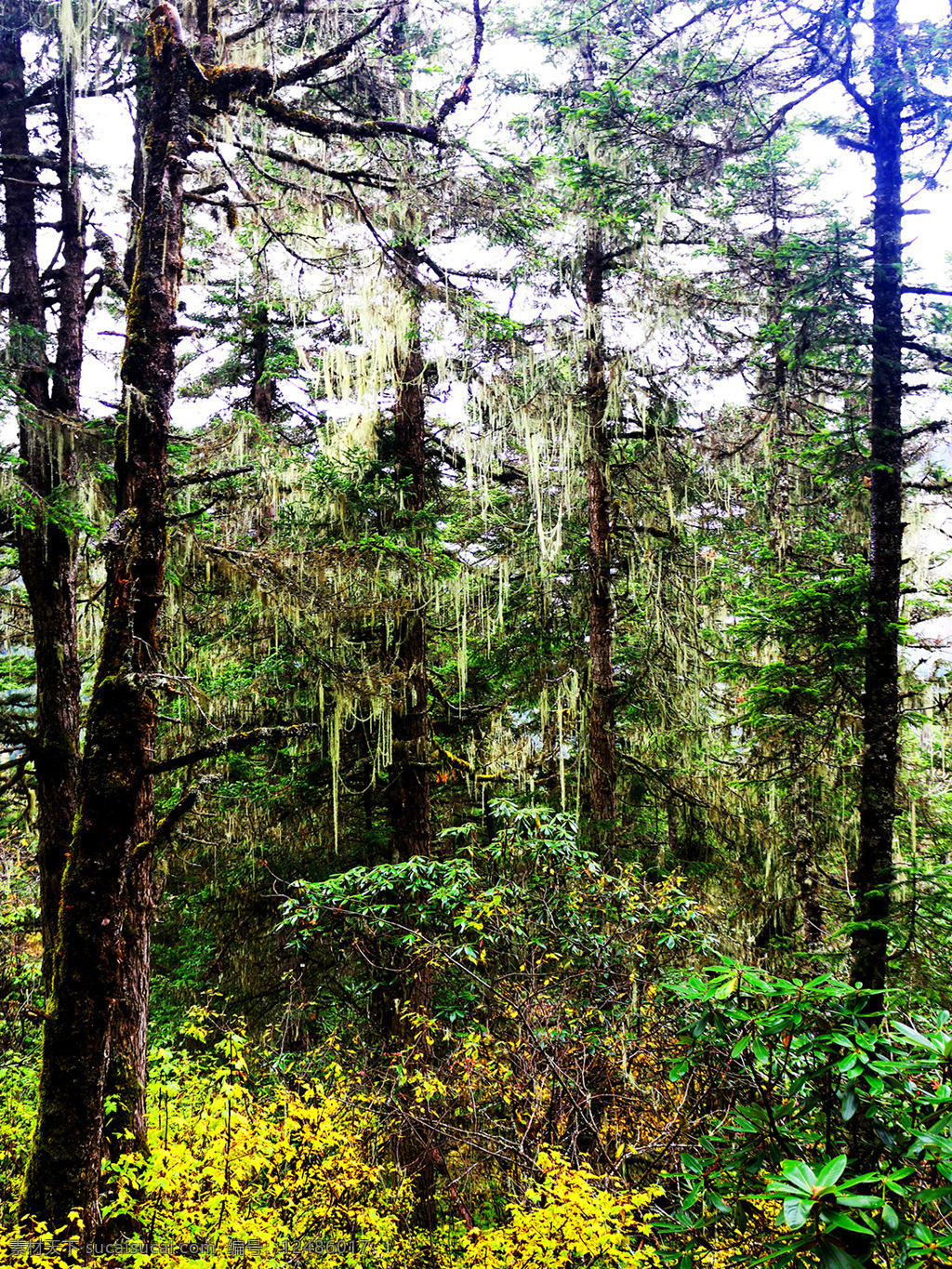 黄龙 原始森林 森林 自然 清新 旅游摄影 国内旅游