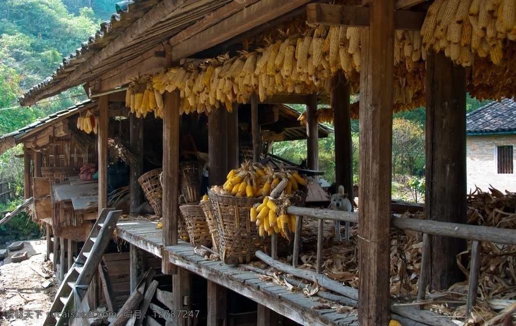 玉米 黄玉米 老玉米 晒玉米 一筐玉米 农作物 农家乐 生物世界 蔬菜