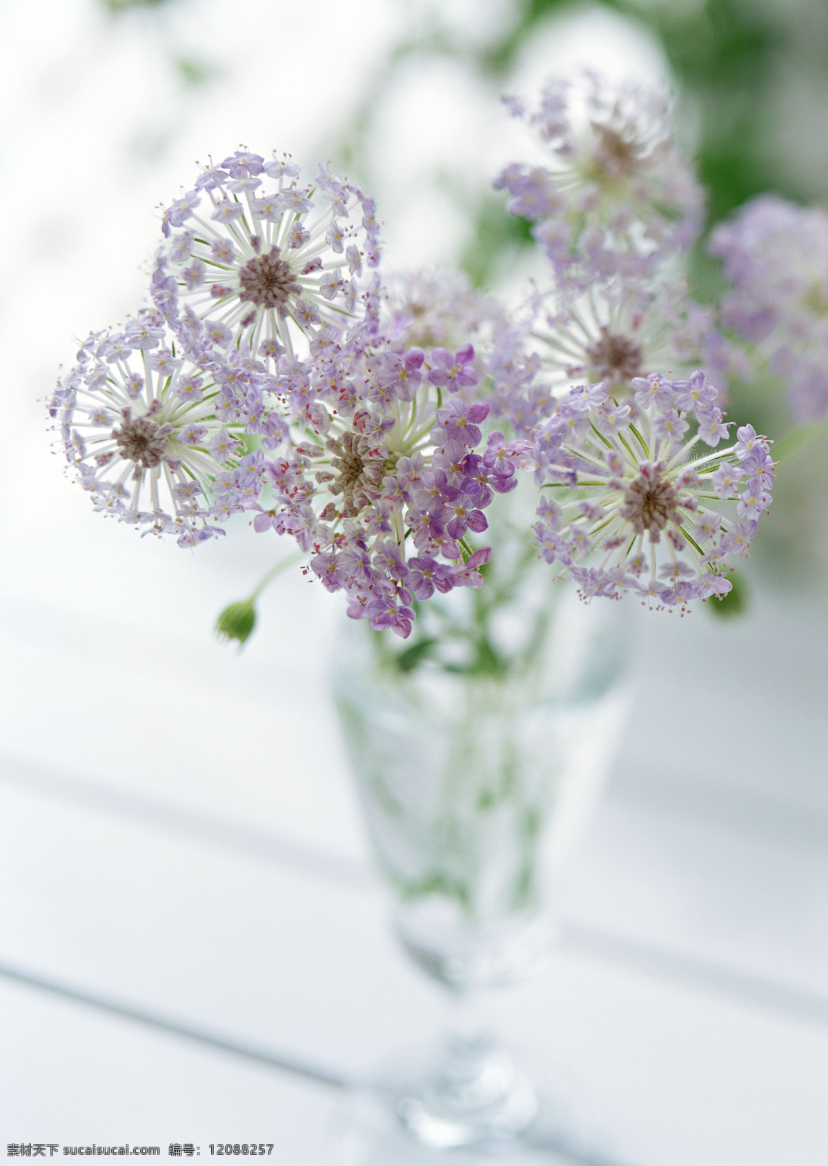 彩色 薄 公英 白色花 玻璃杯 花 花瓶 花特写 花写真 摄影图 微距 高精度图 生物世界