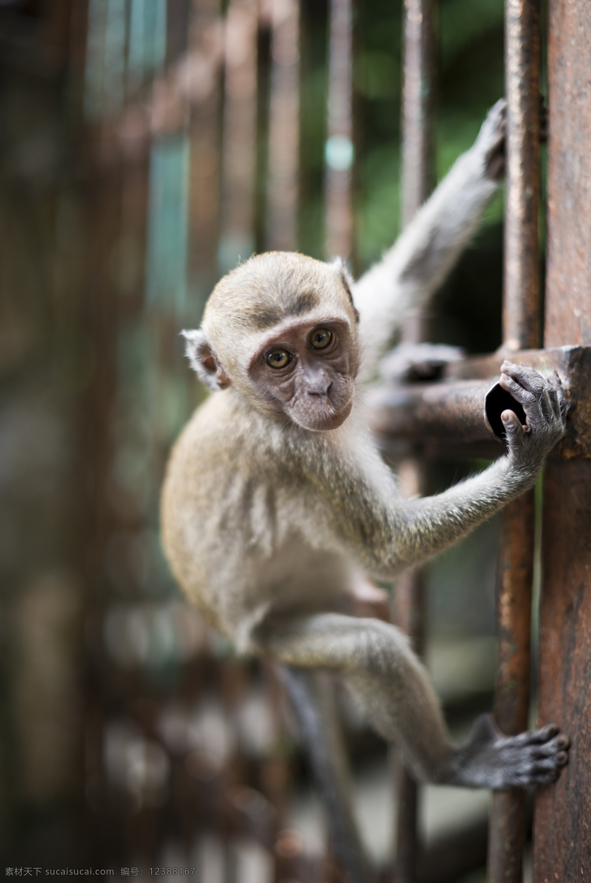 铁门 上 猴子 野生动物 动物摄影 动物世界 陆地动物 生物世界