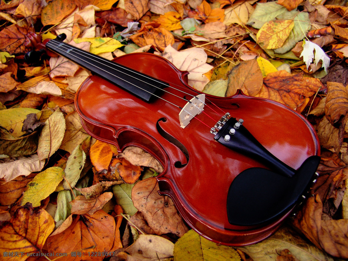 树叶上小提琴 音乐 艺术 乐器 弦乐器 小提琴 文化艺术 舞蹈音乐 摄影图库
