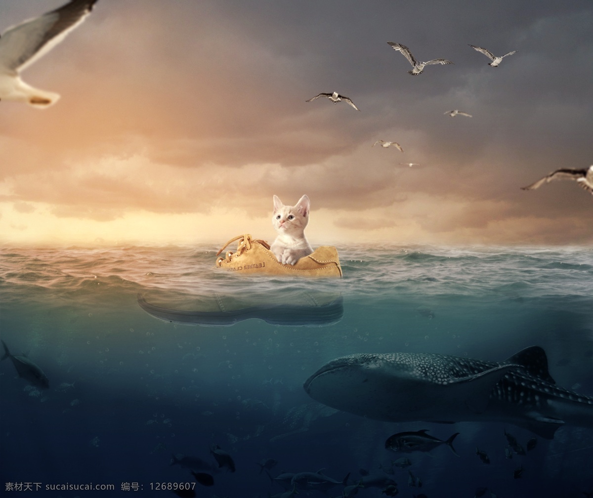 意外 落 海 小猫 大海 奇迹 生还 ps素材 小猫素材 平面设计素材 海报 广告